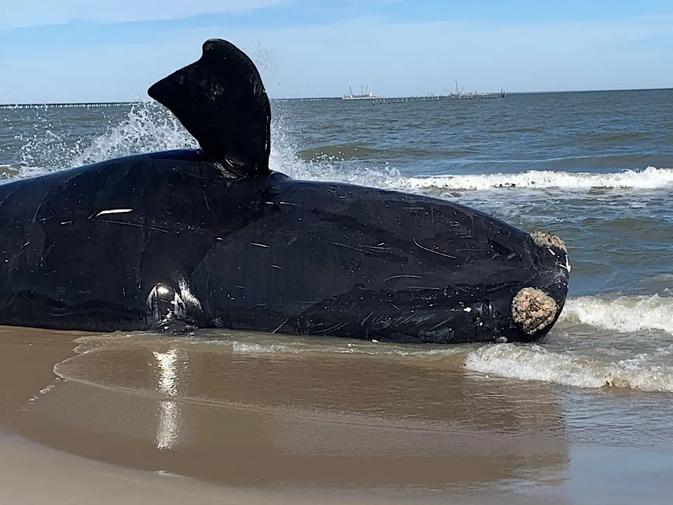 baleine noire échouée sur la côte Est des États Unis