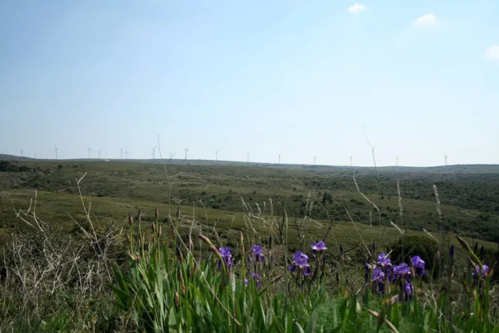 Les éoliennes d’Aumelas