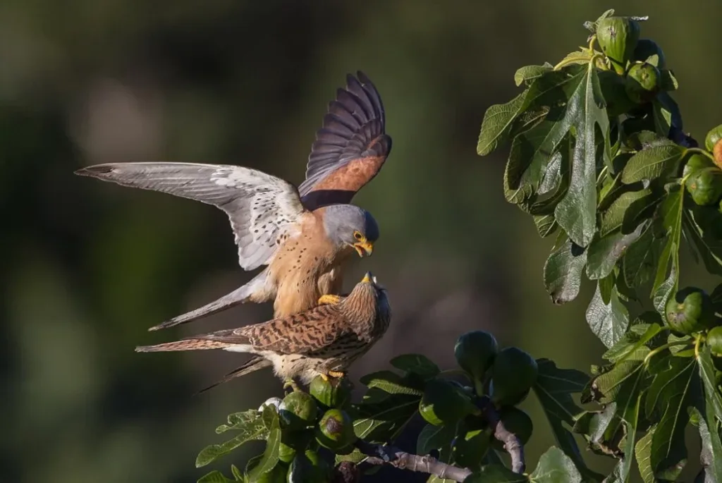 oiseaux tués par leurs éoliennes
