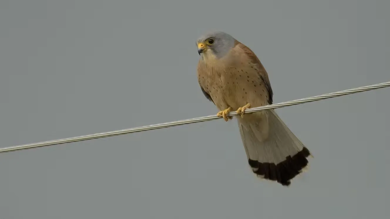 Rapace